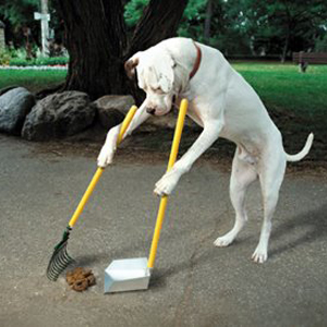 DogPoop.jpg